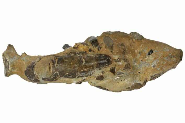 Fossil Mud Lobster (Thalassina) - Australia #109287